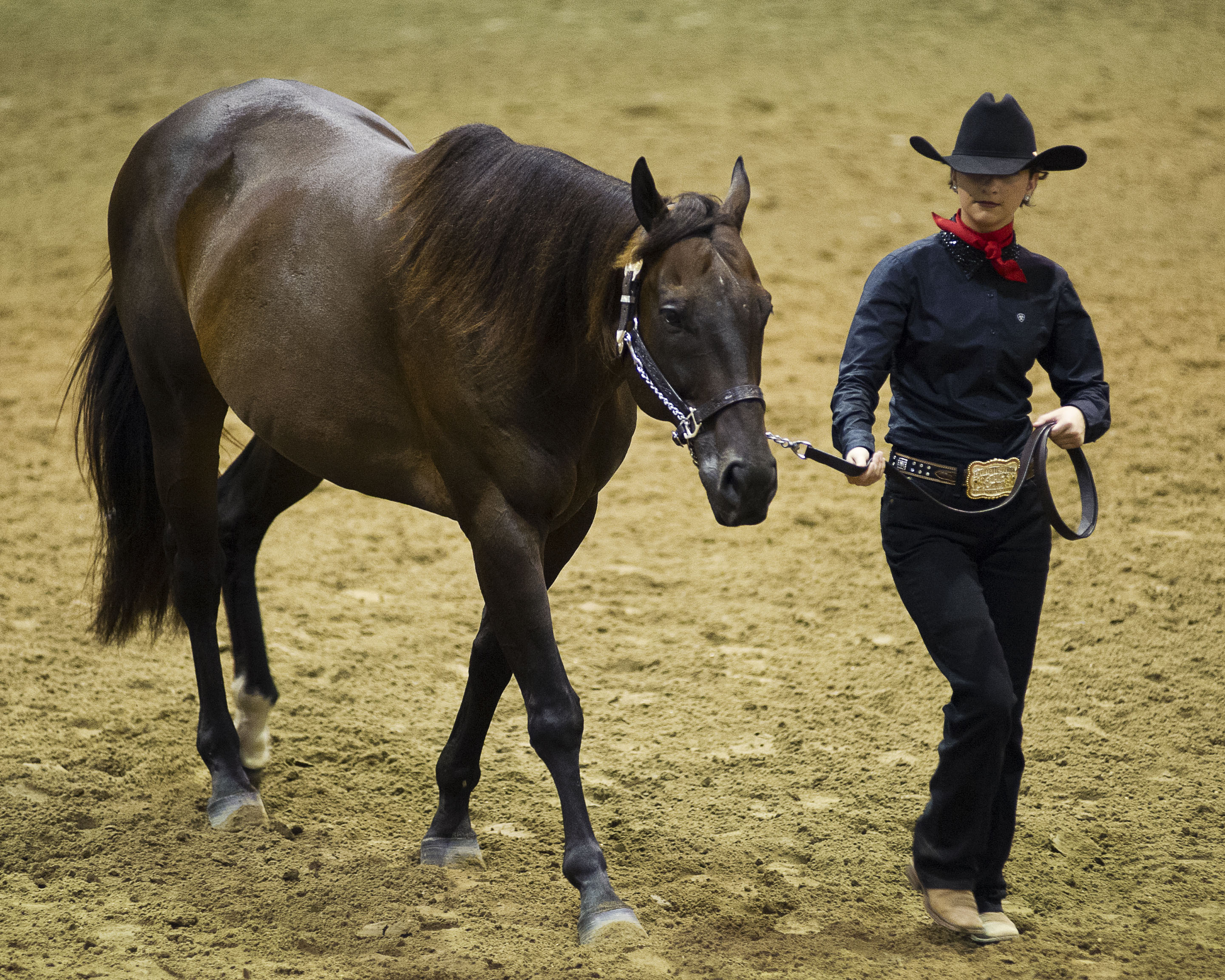 Louisiana state 4-H, FFA horse show set for July 8-12 in Gonzales 